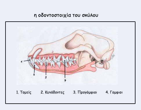 Τα δόντια του σκύλου και η φροντίδα τους