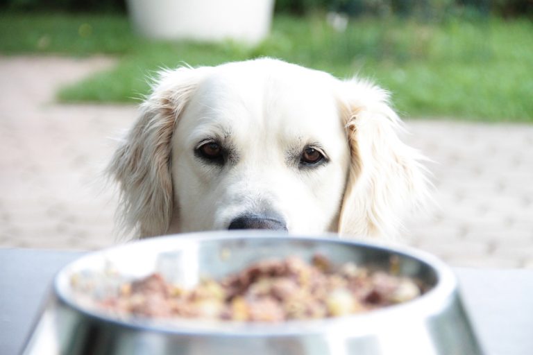 Τα μυστικά της σωστής διατροφής του σκύλου
