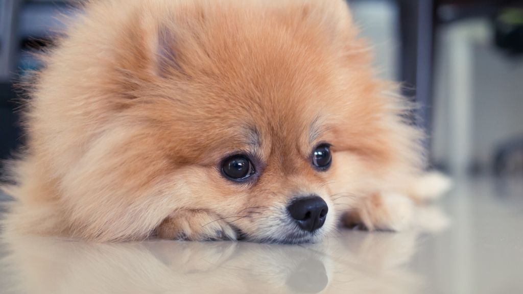 Η διατροφή για σκυλιά με διάγνωση υποθυροειδισμού