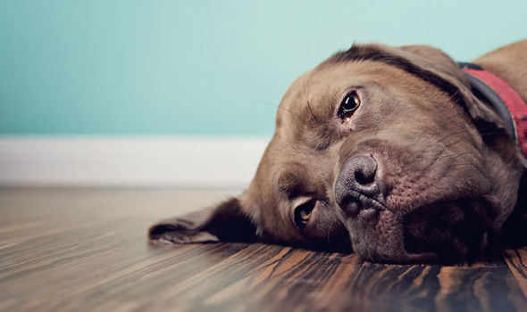 Σκυλιά μεταξύ υπερκόπωσης και κατάθλιψης