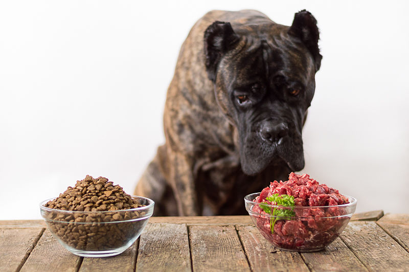 διατροφή για σκύλους, όσα πρέπει να γνωρίζετε