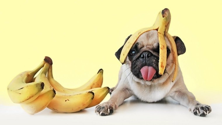 Τι Φρούτα Κάνουν Καλό Στην Υγεία του Σκύλου Μας;
