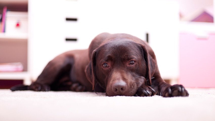 Γαστρεντερίτιδα και άλλες αιτίες για τον στομαχόπονο του σκύλου