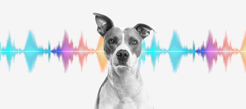 Τι ακούει ο σκύλος μου; η ακοή του σκύλου