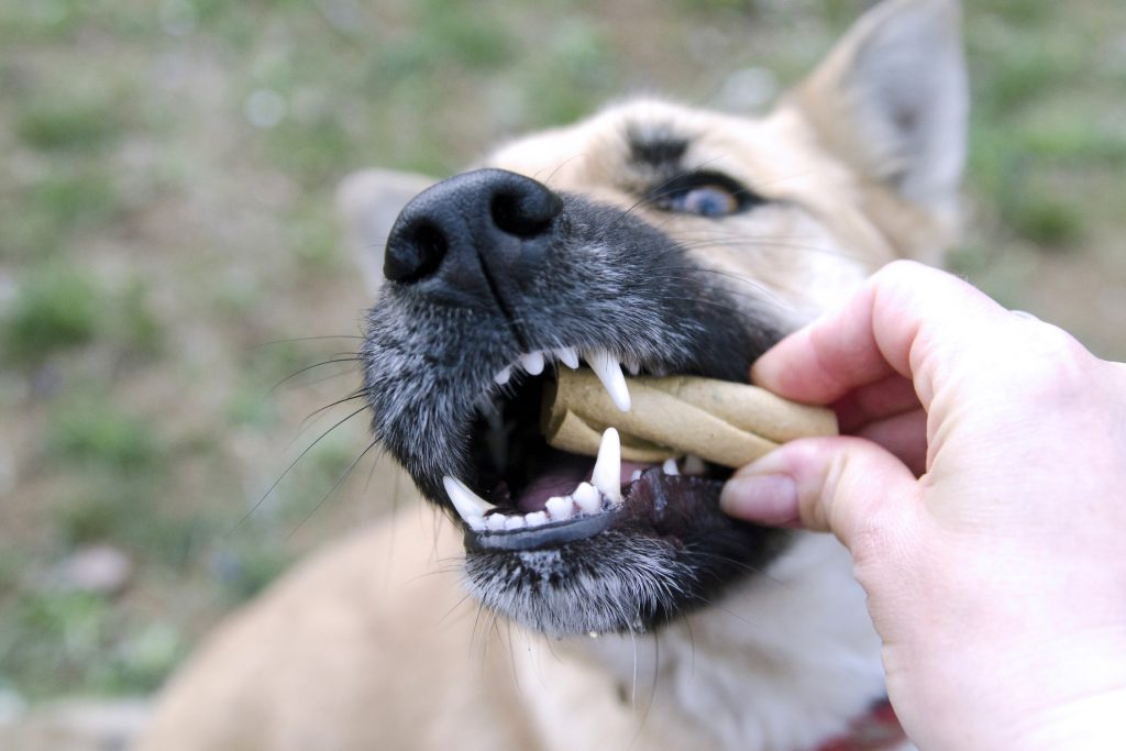 Η φροντίδα των δοντιών και της στοματικής υγείας του σκύλου μου