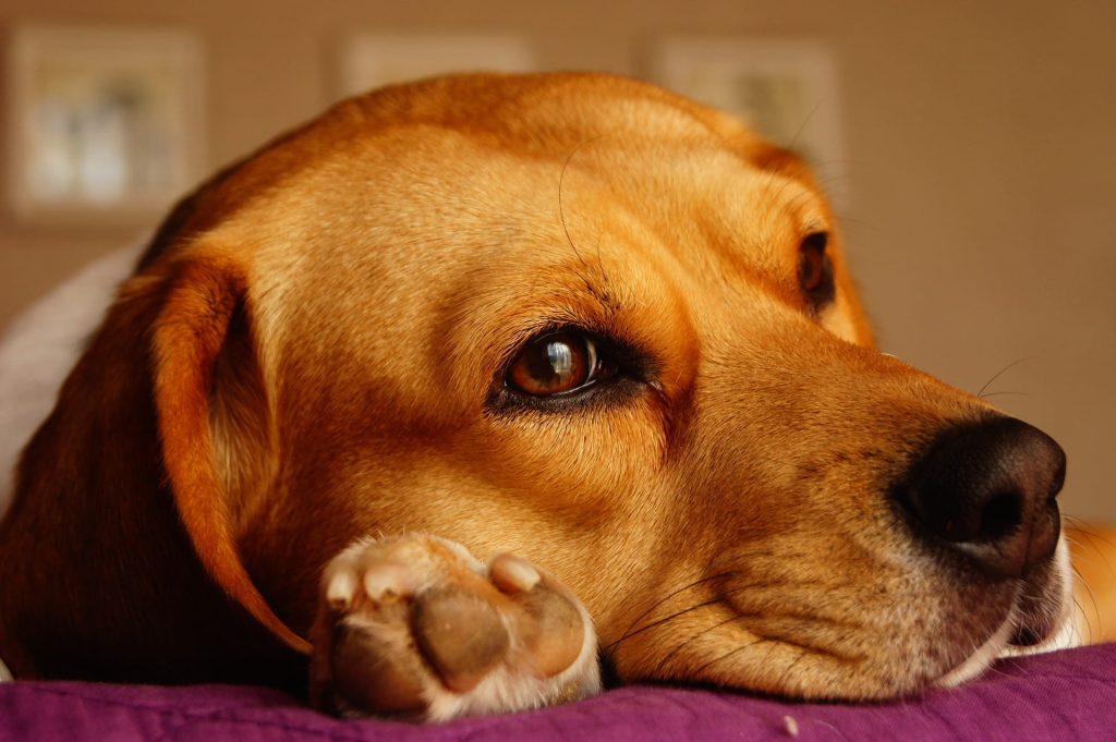 Η δυσανεξία στην ισταμίνη και οι αλλεργικές αντιδράσεις στον σκύλο