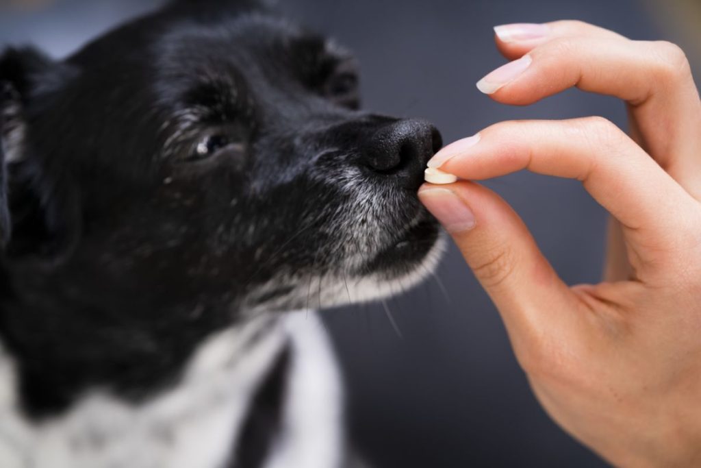 Ο σκύλος μου κάνει θεραπεία με κορτιζόνη, πώς μπορώ να μειώσω τις παρενέργειες;