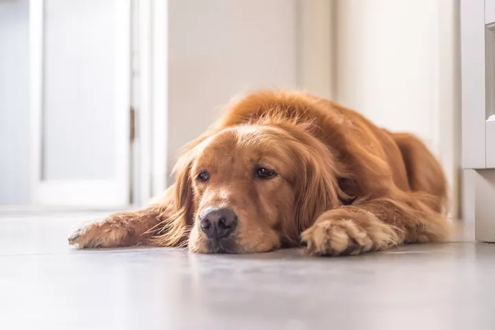 Η διαταραχή της οξεοβασικής ισορροπίας στον οργανισμό του σκύλου