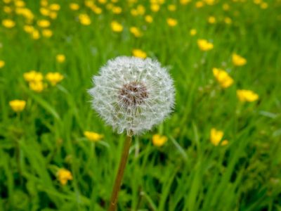 A closeup of a single dandelion in countryside field of yellow buttercups.